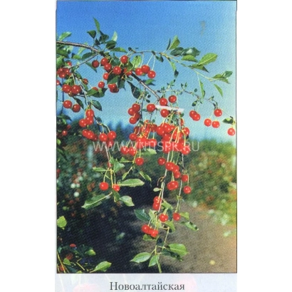 Красные вишни на ветке с надписью Новоалтайская