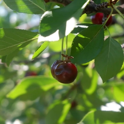 Fresh cherry on a tree branch - Nyusha