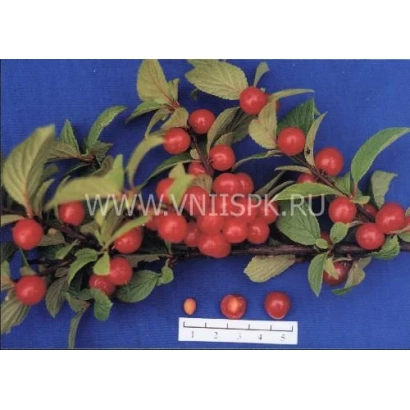 Cherry branch with red berries on a blue background, next to a ruler for scale. - Ogonek