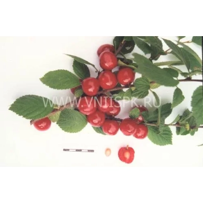 Свіжа вишня на гілці з листям та двома ягодами внизу - Океанічна віровська