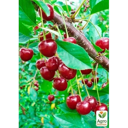 Red cherries on a branch with green leaves, Agro logo in bottom right corner - Optimistka