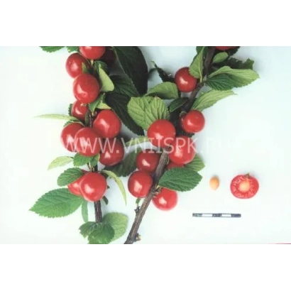 Красные вишневые ягоды на ветке с листьями - Осенняя вировская