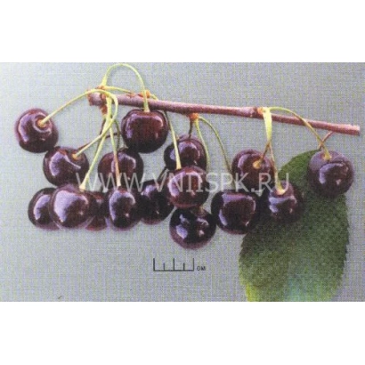 Черешня на ветке - Овстуженка