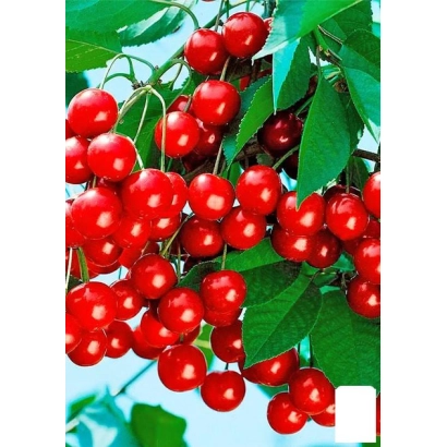 Ripe red cherries on a branch with green leaves - Artemenko's Memory Cherry