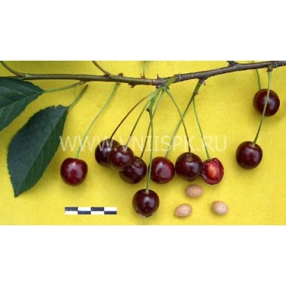 Fresh cherries on a branch with leaves on a yellow background - ENIKEEV MEMORY