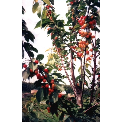 Сочные вишни на ветвях дерева на фоне неба - Подарок Рязани