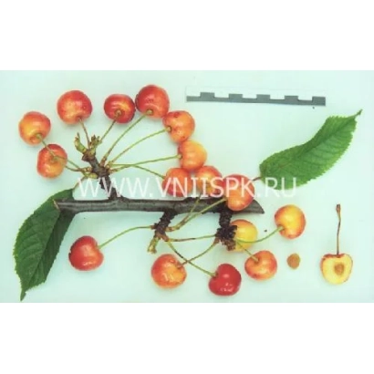 Свежие вишни на ветвях с листьями - Поэзия