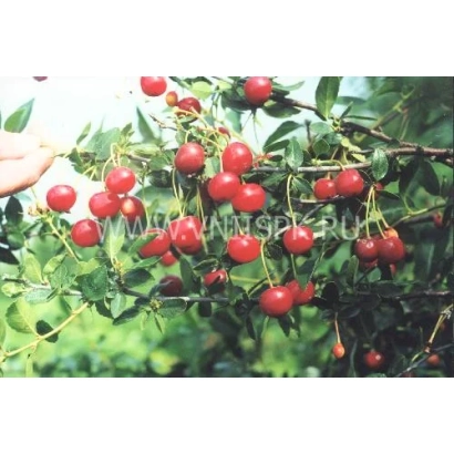Cherry variety Successor on branch with red berries