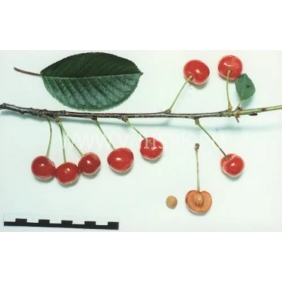 Ветка вишни с ягодами и листом на белом фоне - Превосходная Веньяминова