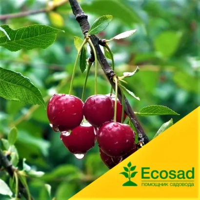 Сочная вишня на ветке с логотипом Ecosad - Приметная