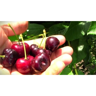 Fresh cherries in hand against green foliage - FAREWELL TARANENKO