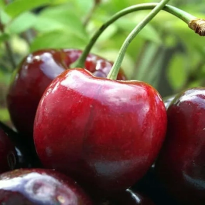 Fresh cherries on a branch - Prostir