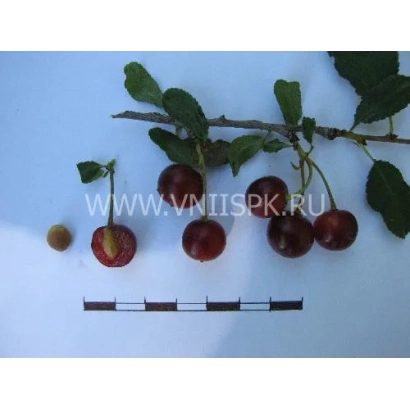 Веточка с вишней и калиной на белом фоне - Прозрачная