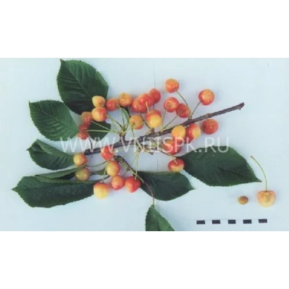 Черешня Ранняя розовая на ветке с листьями