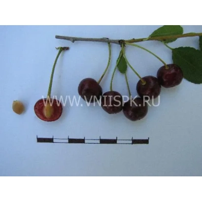 Черешня Ранняя степная на ветке с косточкой и линейкой для масштаба