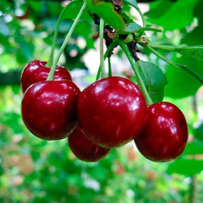 Fresh red cherries on a branch - Early Dessert