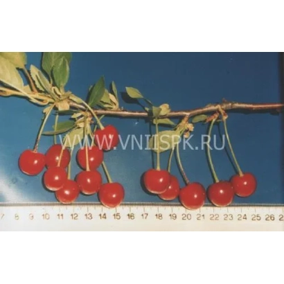Красные вишни на ветке с линейкой для измерения размера - Расплётка Саратовская