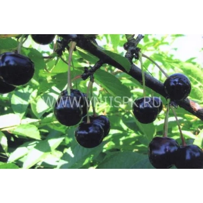 Fresh cherries on a branch, variety Rossoshanskaya Chornaya