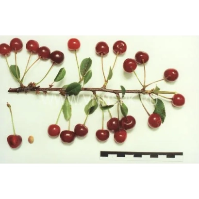 Cherry branch with berries and leaves on white background, no text. - Rovesnitsa