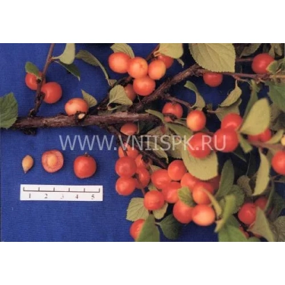 Вишня на ветке с плодами и ягодой рядом, фон синий - Розовая урожайная