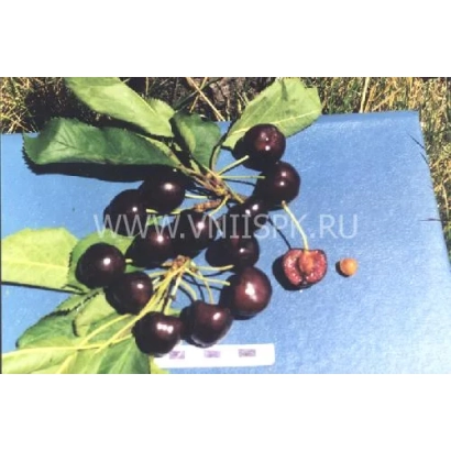 Черешня Рубінова Кубань на синій фон - Рубінова Кубані