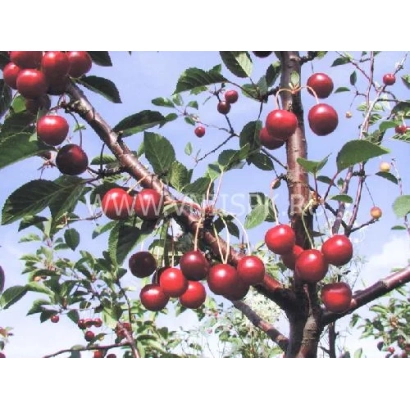 Вишня на гілці, сорт Рубінова Нікітіна - Вишня, Черешня