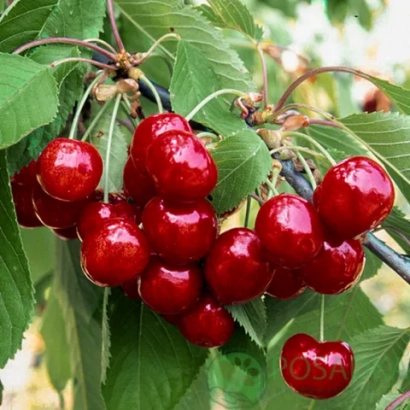 Спелые красные вишни на ветке с зелёными листьями - Рубиновая ранняя