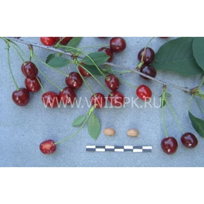 Cherry Rusinka on a branch with leaves and pits