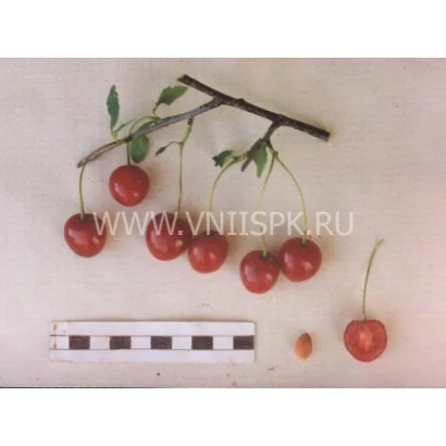 Cherry branch with berries and a calibration scale - Shakirovskaya