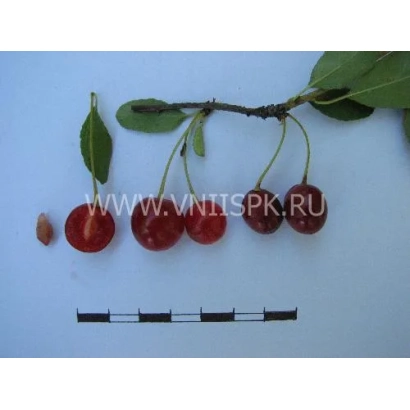 Вишня на ветке с листьями и линейкой для масштаба - Саламатовская