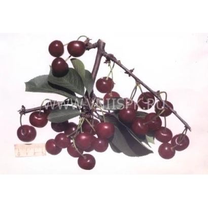 Juicy cherries on a branch with leaves - Shalunyia