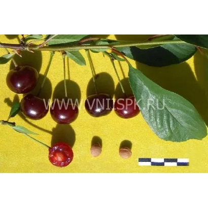 Cherries on a branch with leaves on a yellow background - Saniya