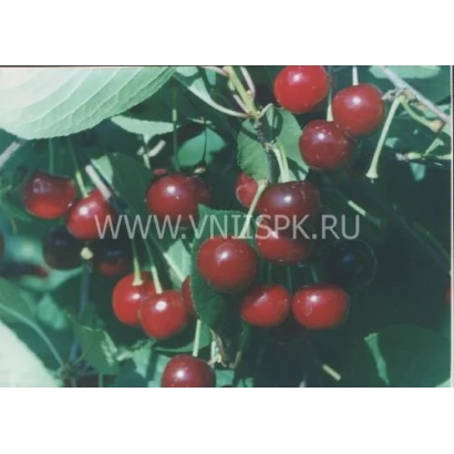 Cherries on a branch, red berries, green leaves - Saratovskaya Malishka