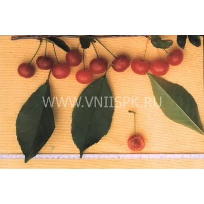Черешня на гілці з листям та однією ягідкою, сайт www.vniispk.ru - Насіннєвий Любський