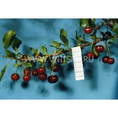 Cherry branch Seliavertsovskaya with fruits on blue background