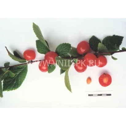 Cherry branch with berries and leaves on white background - Fairy Tale