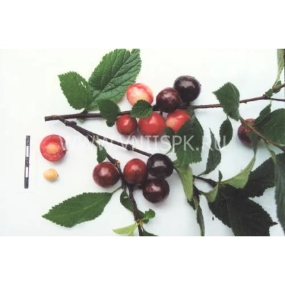 Ветка с ягодами черешни сорта Смуглянка восточная на белом фоне