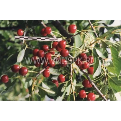 Cherry on branch with watermark - Chocolate Tree