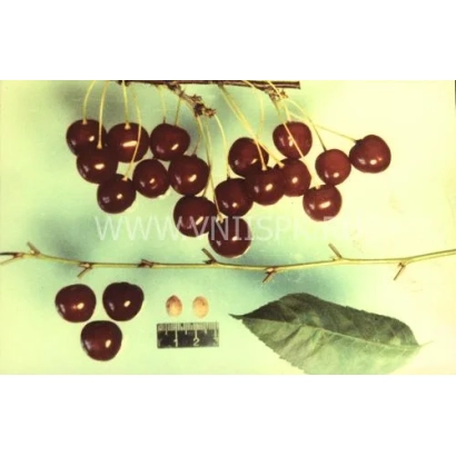 Черешня на гілці з листям та плодами - Стійка