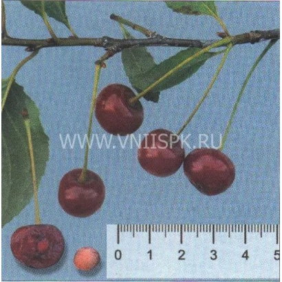 Ветка вишни с плодами Шубинка на фоне синего цвета и линейкой для масштаба