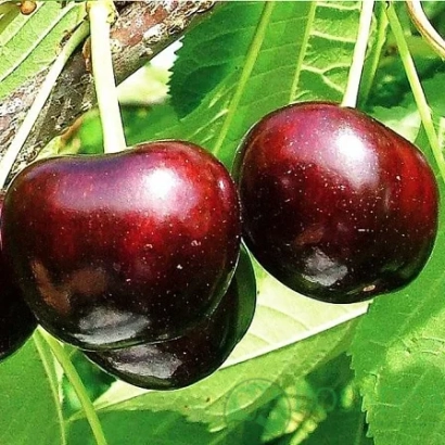 Дві спелі темно-червоні вишні на гілці з зеленими листям - Саміт