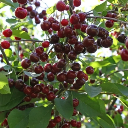 Close-up of a cherry branch with red berries against green leaves - Surprise
