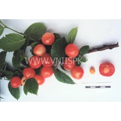 Cherry branch with red fruits and two separate berries on a white background - Triana