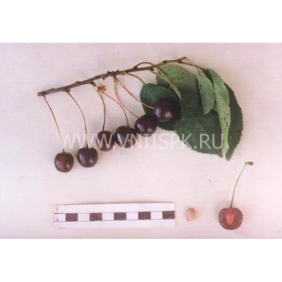 Cherry Tveritinovskaya on a branch with leaves and a measuring scale