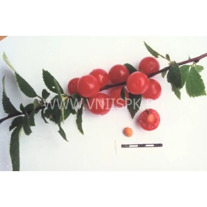 Red cherry berries on a branch with leaves - Anniversary