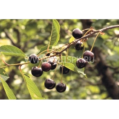 Свежие тёмные вишни на ветке с зелёными листьями - Украинка