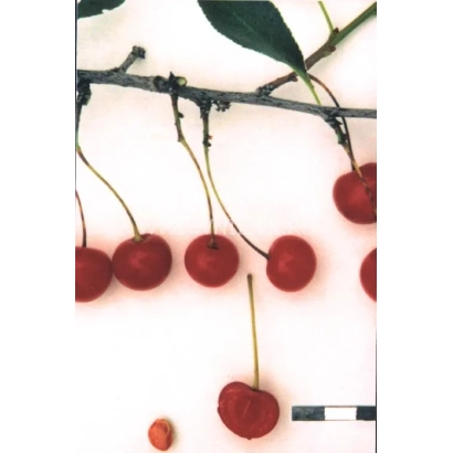 Красные ягоды вишни на ветке - Уральская рябиновая