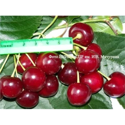 Свежие вишни сорта Вечерняя заря на ветке с линейкой для масштаба