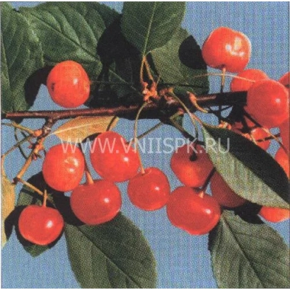 Красные вишни на ветке с зелеными листьями - Фея