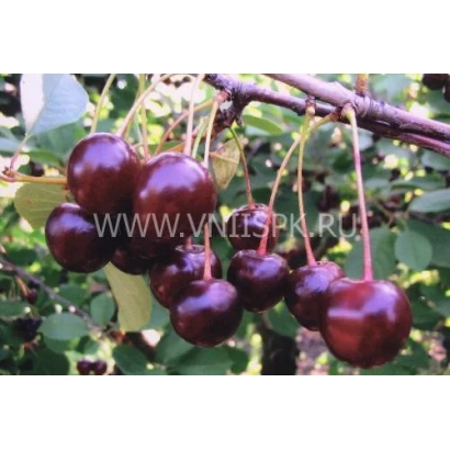 Ripe dark red cherries on a branch - Lada